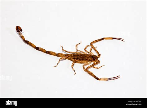 Lesser Brown Scorpion .